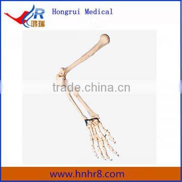 Hot Sale Skeleton Model of Arm Bone