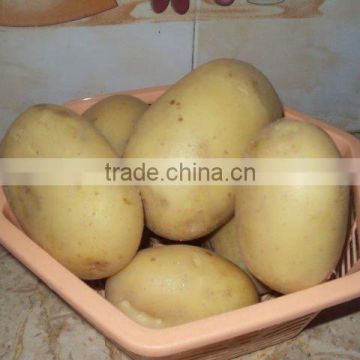 White Skin Potato from Pakistan