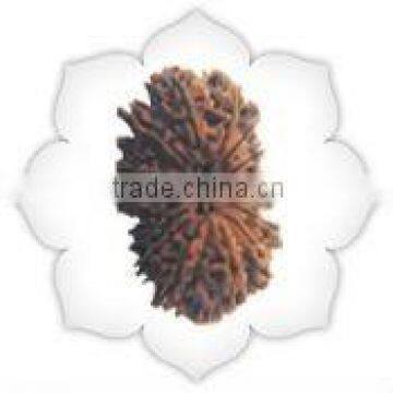 Seventeen Mukhi Rudraksha