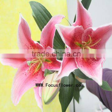 Kunming Flower Water Lily Flower With 10 Stems/Bundle Lily Bulbs Named As Fresh Cut Lily Tiber From Focus/Kunming