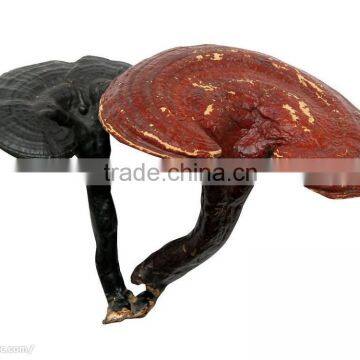 Ganoderma Lucidum P.E