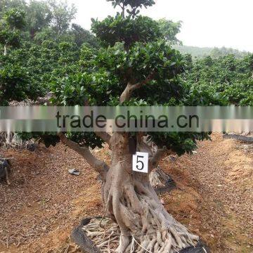 Different size of bonsai tree price outdoors plants