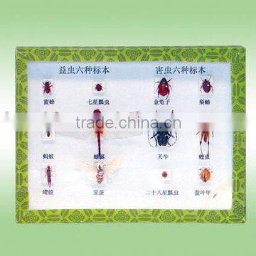 6 kinds of harmful insect and 6 kinds of useful insect specimen