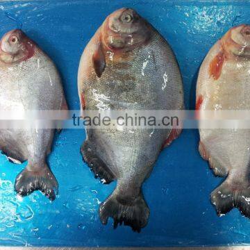 FROZEN BLACK POMFRET WHOLE ROUND