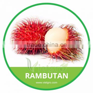 HIGH QUALITY FRESH RAMBUTAN // JAVA RAMBUTAN