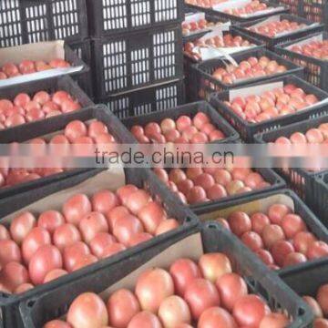 High Quality Fresh Tomato/farm Fresh Tomatos photo-5
