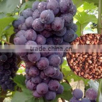 2016 High Germination Rate Grape Seed For Growing