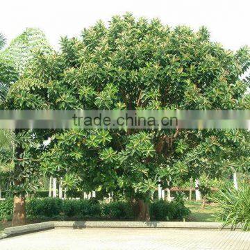 Outdoor plants Ficus elastica