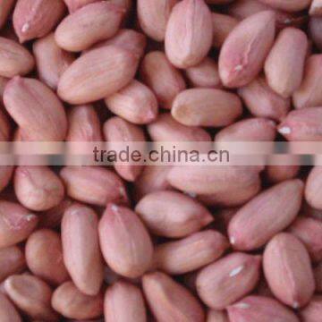 Chinese New Crop Raw Peanut Kernels