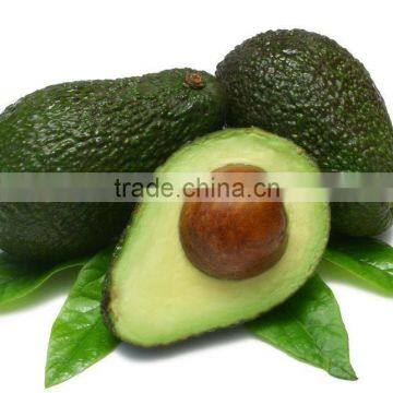 Controls and Modifies Blood Cholesterol extra virgin organic avocado oil in bulk