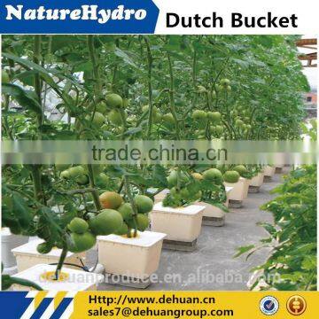 Popular Dutch Bucket Hydroponic Growing Systems Greenhouse