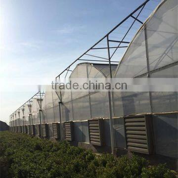 Baolida Cheap Vegetables Tunnel Greenhouse photo-3