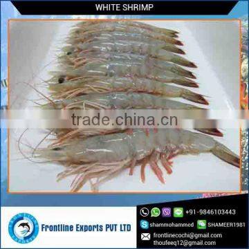 Best Quality Frozen White Shrimp Whole Round Supplier from India