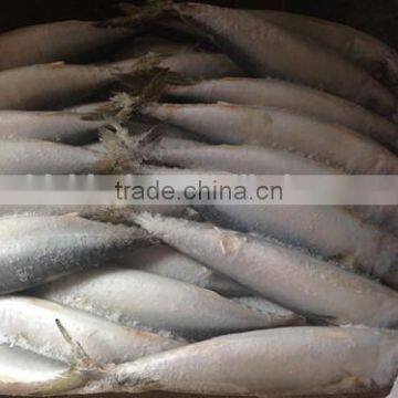 Frozen W/R Pacific Mackerel Good-quality Seafood photo-2