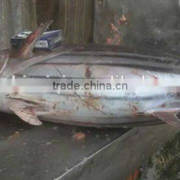 2016 Frozen Skipjack Tuna Whole Round IQF photo-2