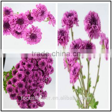 Mini Chrysanthemum Purple Fresh Cut Flowers For The Elders