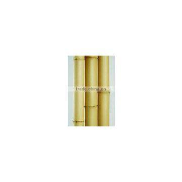 Straight and dried bamboo canes/bamboo poles