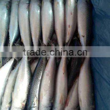 300-600G per pc frozen pacific mackerel fish from ocean