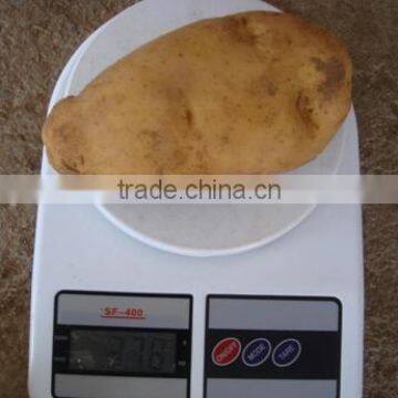 China 2015 new crop fresh potato prices