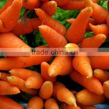 Carrot Price Carrot Farm Carrot Exporter 2016 best quality