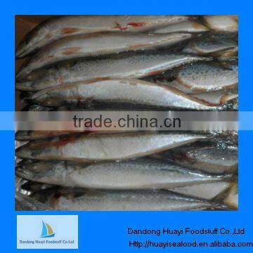 mackerel fish exporters