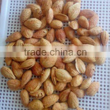 China NP roasted almond nut in shell for sale