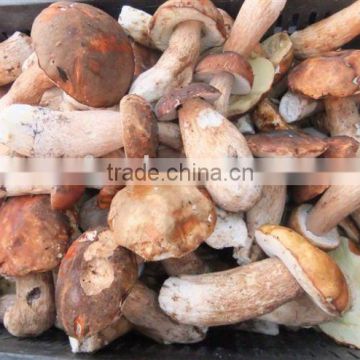 Good Quality Fresh Porcini