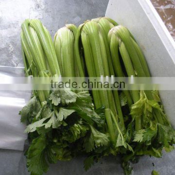 fresh celery