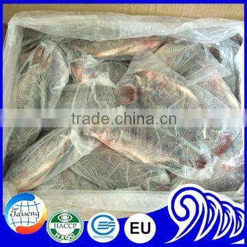 Frozen Tilapia Wholesale Price Fish for Canning photo-2