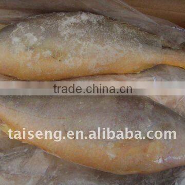 IQF Frozen Yellow Croaker Fish, well-balanced