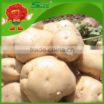 200-300g High Quality Fresh Potato Price potato prices in europe