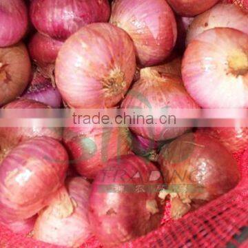 fresh red onion 10kg mesh bag for sales