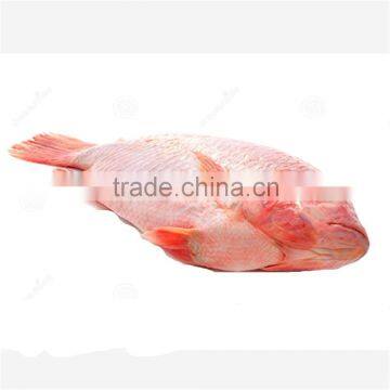 Frozen IQF Red Tilapia fish bulk price