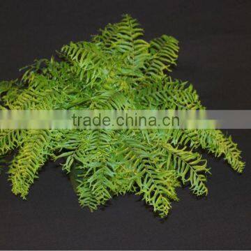 Pityrogramma chrysophylla (Gold Fern, Gold Dust Fern, Golden Fern)