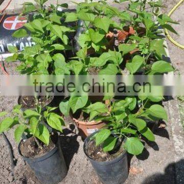 2015 New Omega Grafting Machine Tool With the Survival Rate Over 90% photo-6