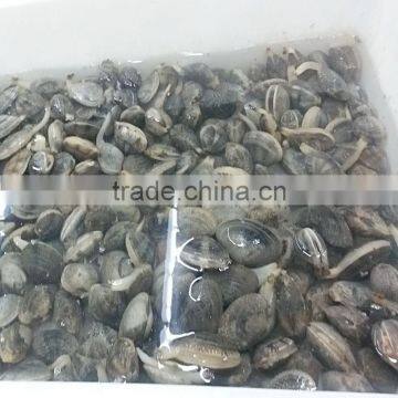 Frozen Short Necked Clam Size 41-50
