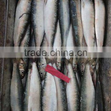 Frozen fresh sardine fish