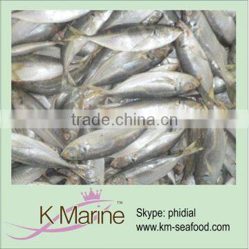 Export marine fish sea frozen horse mackerel