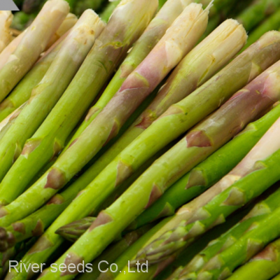 80pcs Asparagus Seeds Vegetable Garden Asparagus Sparrow Grass Asparagus Officinalis Seeds for Planting photo-3