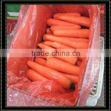 New Fresh Red Carrot