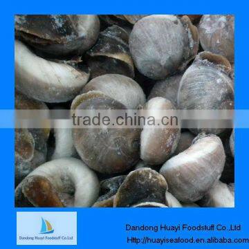 Fresh frozen whole moon snail