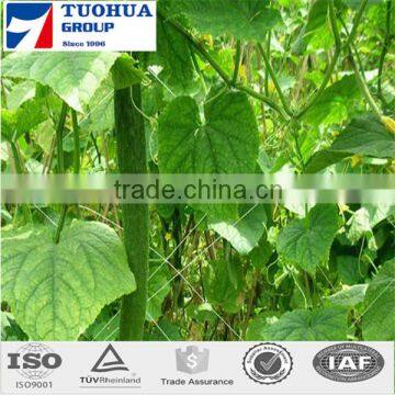 Best-selling and good quality plant supporting net(manufacturer)