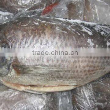 Gutted and Scaled Tilapia Fish from China Supplier Fujian Factory