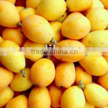 Chinese loquat