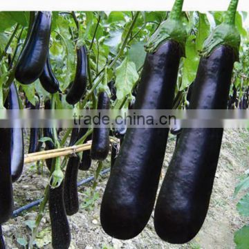 High disease resistance Hybrid eggplant seeds for growing-Lv Bao Long