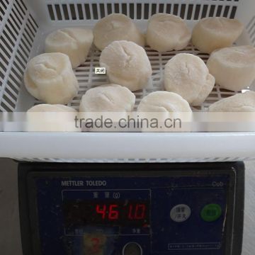 Frozen sea scallop meat