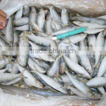 sardine fish frozen seafood fish