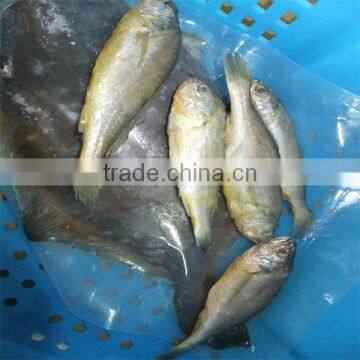 deep sea frozen quality aqua seafood fish