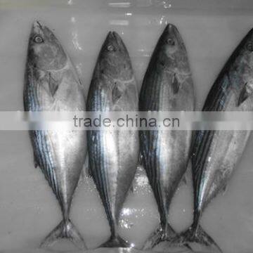 Bonito Tuna (Auxis Tapeionsoma) photo-5