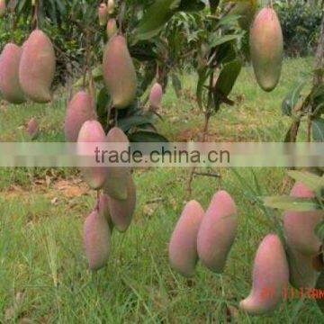 Mangos grafted fruit trees